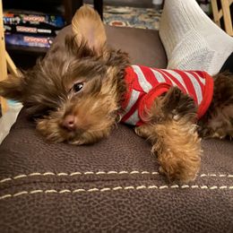 Biewer Terrier, Maltese, Maltipoo, Morkie, and Yorkshire Terrier Puppies from Cocktail Puppies