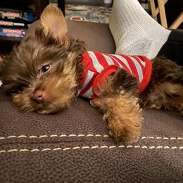 Biewer Terrier, Maltese, Maltipoo, Morkie, and Yorkshire Terrier Puppies from Cocktail Puppies
