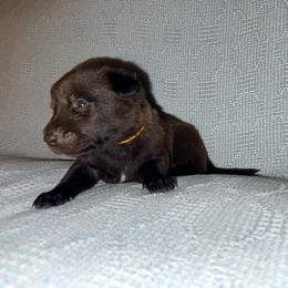 Yellow Collar - Mahogany male Belgian Malinois puppy in Trenton, Georgia from Laeknir K9