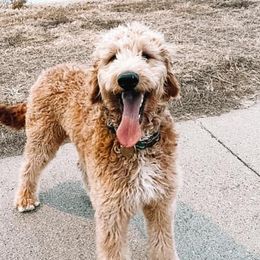Goldendoodles from Nebraska Doodle Crew