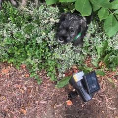 Standard Schnauzer Puppies from Songbird Standard Schnauzers