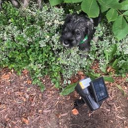 Standard Schnauzer Puppies from Songbird Standard Schnauzers