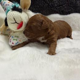 Boy 1 - Red  male Poodle puppy in Southwest Ranches, Florida from Herringbone ‘s Poodles