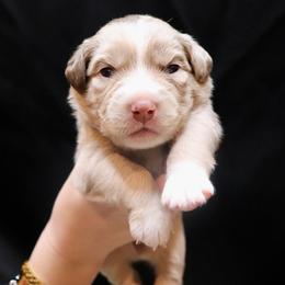 Reba - Red merle female Aussiedoodle puppy in Seguin, Texas from Navarro Royal Pups