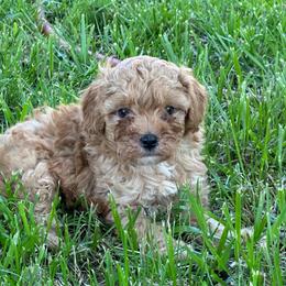 Heath - Apricot male Poodle puppy in Cabool, Missouri from Rafter B Farms