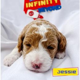 Jessie - Apricot female Goldendoodle puppy in Lakeland, Florida from Rolling Oak Doodles