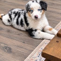 Viper - Blue merle male Miniature American Shepherd puppy in Gonzales, Texas from 4 Corners Mini Aussies