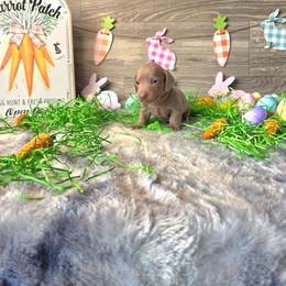 Lucky - Fawn (isabella) and tan male Dachshund puppy in Indianapolis, Indiana from Homegrown Hoosier Kennels