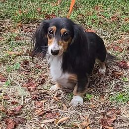 Tori - Dachshund