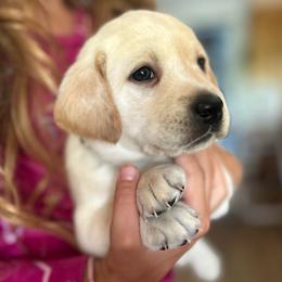 Purple collar female - Yellow female Labrador Retriever puppy in Clayton, North Carolina from The Homestead at Little Creek