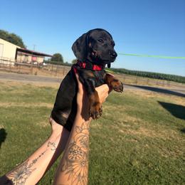 Christopher Robin - Black and tan male Dachshund puppy in Turlock, California from Dandelion Dachshund