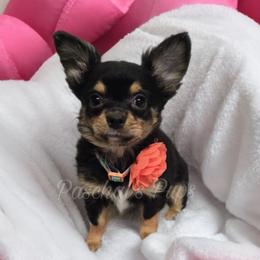 Peppermint - Black and tan female Chihuahua puppy in Bowdon, Georgia from Paschal's Pups