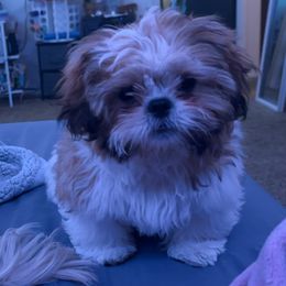 Shih Tzus from Little Healthy Purebred Pups