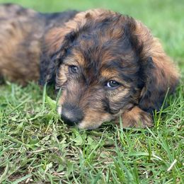 Bernedoodle and Goldendoodle Puppies from TurkeyCreek Doodles