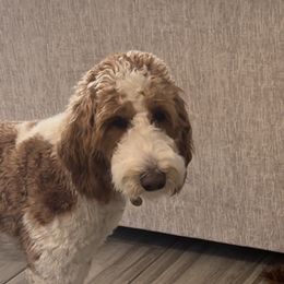 Meeka - Goldendoodle