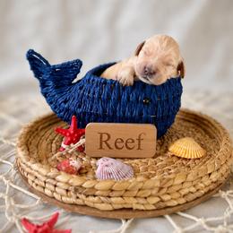 Reef - Light golden male Golden Retriever puppy in San Bernardino, California from Thegoldendreams1