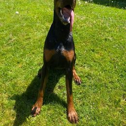 Doberman Pinscher All Grown Up from Haus Von Stidham Dobermans