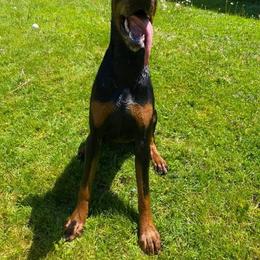 Doberman Pinscher All Grown Up from Haus Von Stidham Dobermans