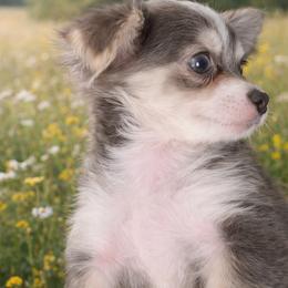 Merle Haggard - Blue merle male Chihuahua puppy in Drumright, Oklahoma from Fancy Pants Chihuahua’s