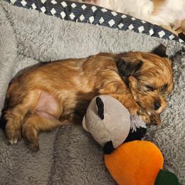 Coco - Gold female Shorkie puppy in Chattanooga, Tennessee from Passion Pups TN