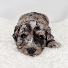 Magnolia - Merle female Goldendoodle puppy in Calhoun, Georgia from FamilyLoved Doodles