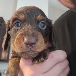 AKC Chocolate And Tan Male - Chocolate and tan male Dachshund puppy in Horizon City, Texas from Willipaws