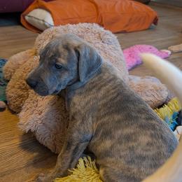 Sweet Baby - Blue brindle female Great Dane puppy in Turon, Kansas from RCM Great Danes