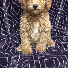 Spade - Red  male Goldendoodle puppy in Lancaster, Kentucky from Dream Paws Puppies, LLC