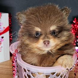 Pepper's Ready Aim Fire - Chocolate and tan female Pomeranian puppy in Plant City, Florida from Pepper's Pomeranians
