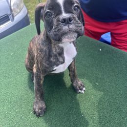 Male - Brindle male Boxer puppy in Newark, Ohio from S & B Boxers