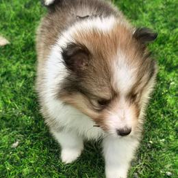 PeeWee - White and sable male Shetland Sheepdog puppy in Caldwell, Texas from Candyce Witte