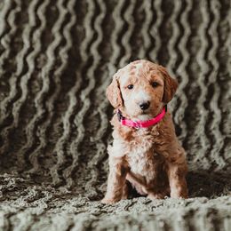 Poodle Puppies from Peterson Poodles