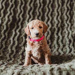 Poodle Puppies from Peterson Poodles