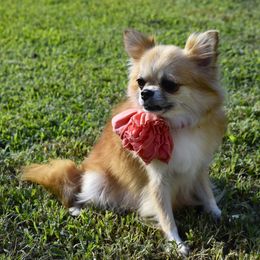 Remi - Chihuahua