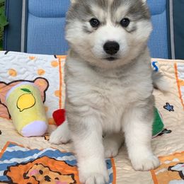 Siberian Husky Puppies from Canace Siberians