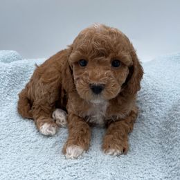 Christian - Red  male Goldendoodle puppy in Kansas City, Kansas from Bella & Ivy’s Mini Goldendoodles of KC