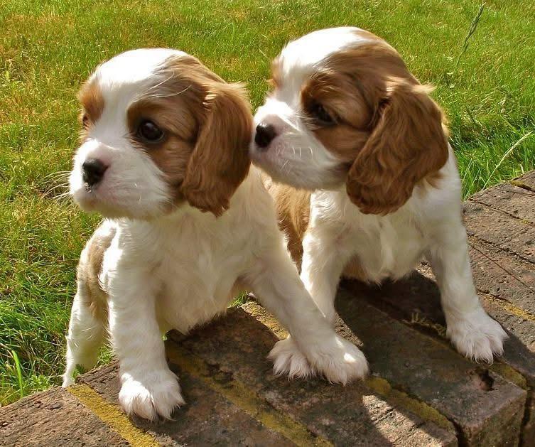 Blue Cottage Farm Cavapoos in Colorado | Cavapoo puppies | Good Dog