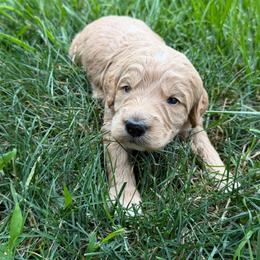 Boy 1 - Red  male Goldendoodle puppy in Wilmore, Kentucky from Central Kentucky Goldendoodles