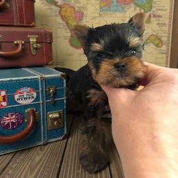 Twinkle - Blue and gold male Yorkshire Terrier puppy in Kendallville, Indiana from Yorkies Kisses