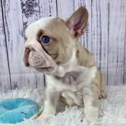 Rome - Fawn and white male French Bulldog puppy in Hillsboro, Ohio from Pennington Family Frenchies