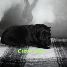 Green male - Black male German Shepherd puppy in Ann Arbor, Michigan from Von Der Havier German Shepherds