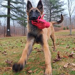 River - Mahogany and black male Belgian Tervuren puppy in Vershire, Vermont from Chocorua Working Belgians