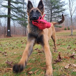 River - Mahogany and black male Belgian Tervuren puppy in Vershire, Vermont from Chocorua Working Belgians