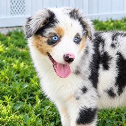 Phoenix - Blue merle female Miniature American Shepherd puppy in Gonzales, Texas from 4 Corners Mini Aussies