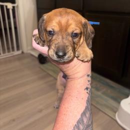Uno - Red male Dachshund puppy in Magnolia, Texas from Little Honey’s Dachshunds