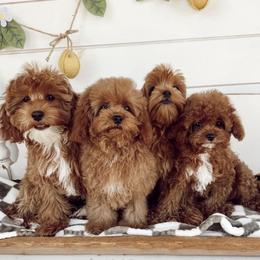 Cavapoo and Goldendoodle Puppies from Pedersendoodles