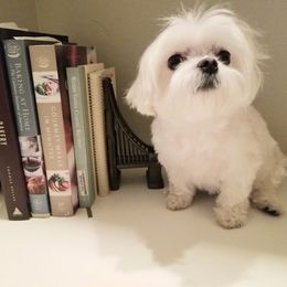Maltese from Valle Tesoro Maltese