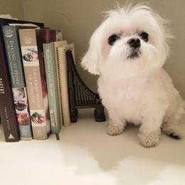 Maltese from Valle Tesoro Maltese