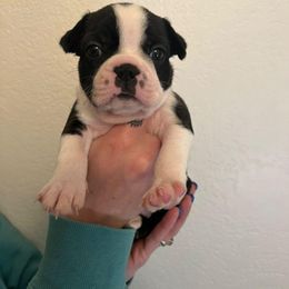 Boston Terrier Puppies from Drew Simmons