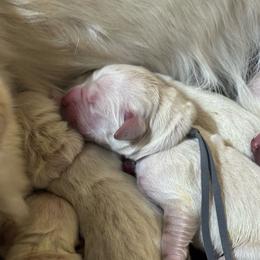 Yukon - Light golden male Golden Retriever puppy in Payette, Idaho from Stonewick Retrievers